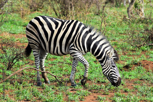 Zebra from Kruger Park South Africa