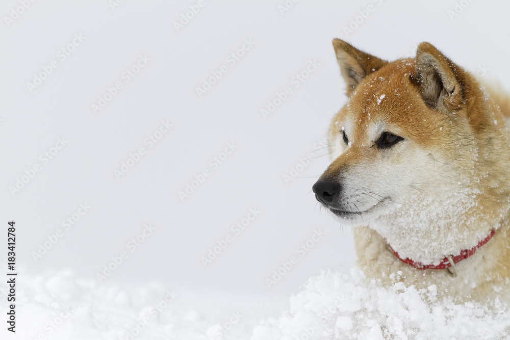 冬の柴犬