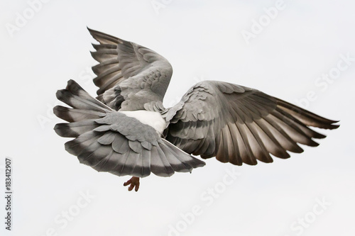  flying pigeon bird feather wing agains white sky