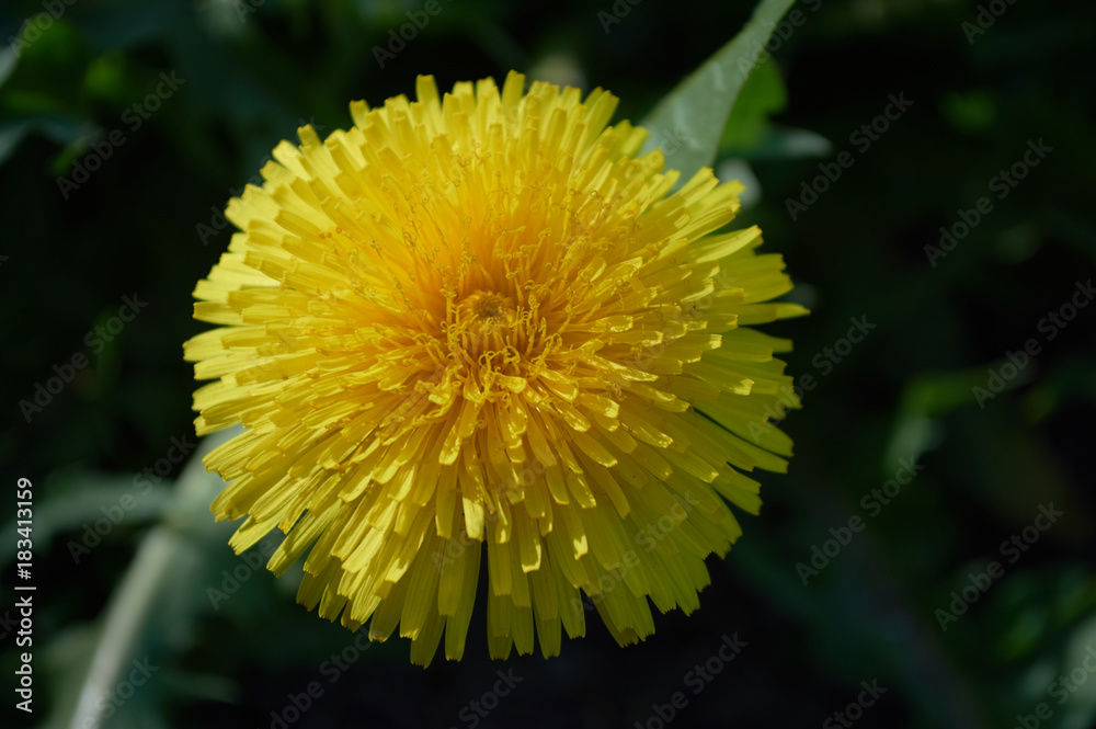 One red tulip on a green background in an outdoor garden