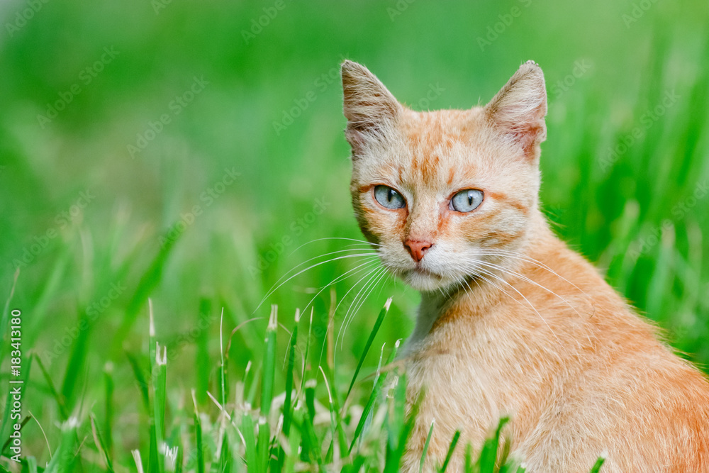 Thoughtful red orange cat sitting in the grass looking and listens green pet background animal wallpaper