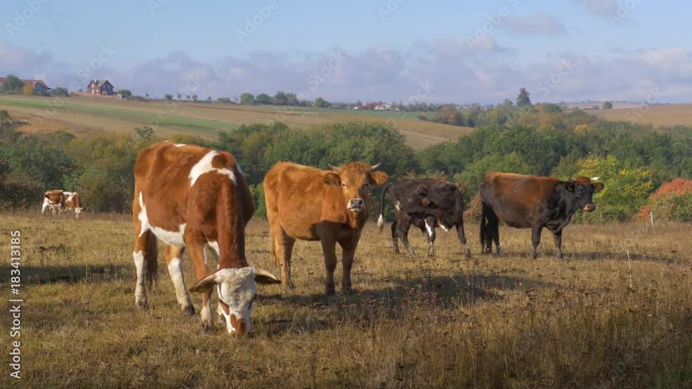 Cows in the pasture in morning sun Cows in the pasture in morning sun