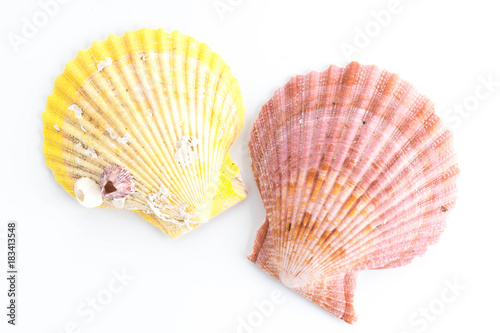 sea shell on white