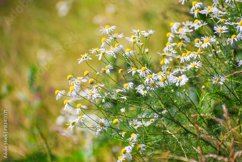 Wild chamomile or scented mayweed (Matricaria chamomilla) in the meadow