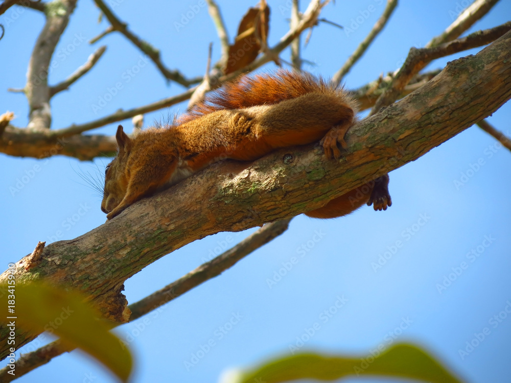 Squirrel climbing to his house in a tree on a branch with red fur