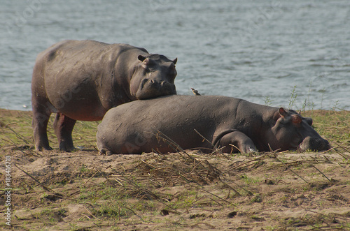 Sambia South Luangwa 2010 Nilpferd hippo