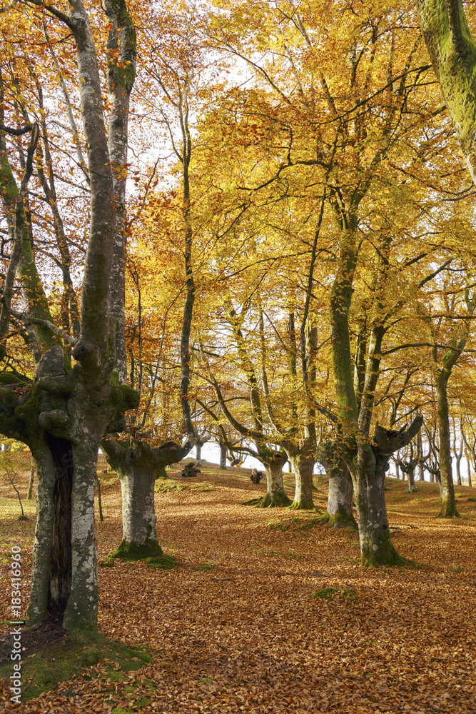 Urkiola natural park, Basque Country, Spain. Beech forest in autumn.