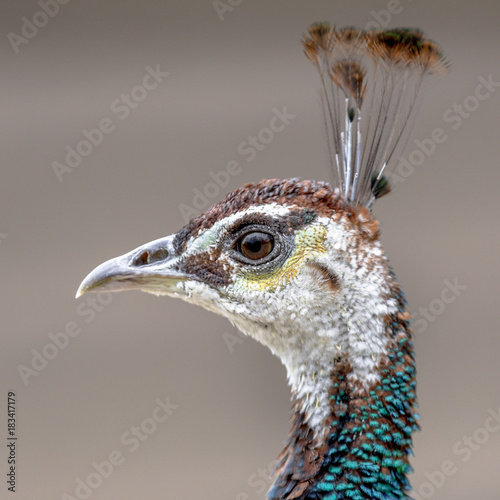 Female Peacock head shot