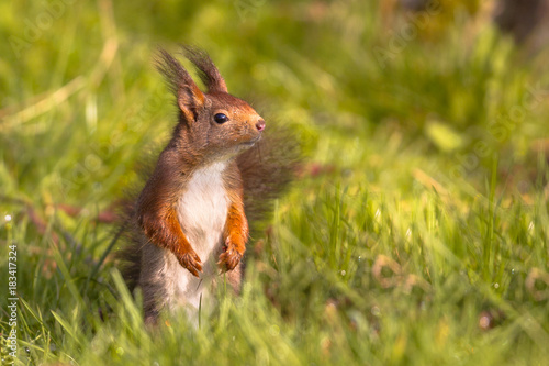 Red squirrel in lawn © creativenature.nl