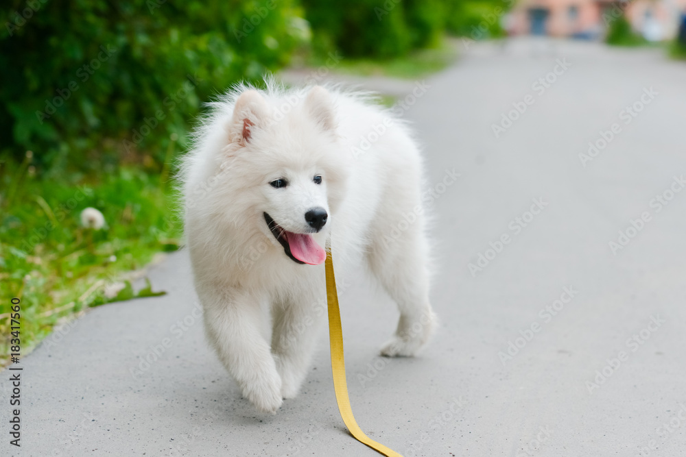 young happy fluffy sweet dog Samoyed white and furry walking on the street animal background pet wallpaper young happy fluffy sweet dog Samoyed white and furry walking on the street animal background pet wallpaper