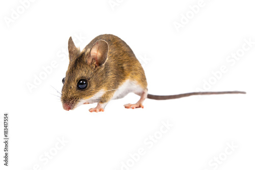 Walking Field Mouse on white background