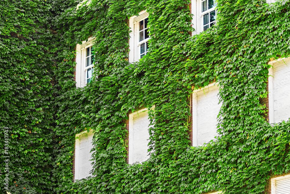Windows of a mansion with the facade covered by vines