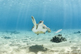 Marine turtle waving hand or giving a high five