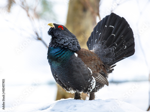 Western capercaillie wood grouse on display