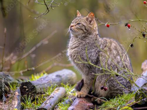 Photography Wild cat in bush
