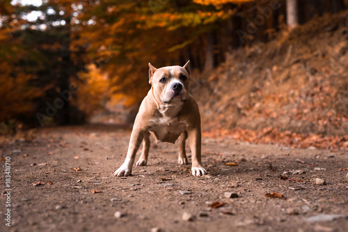 American Bully Female