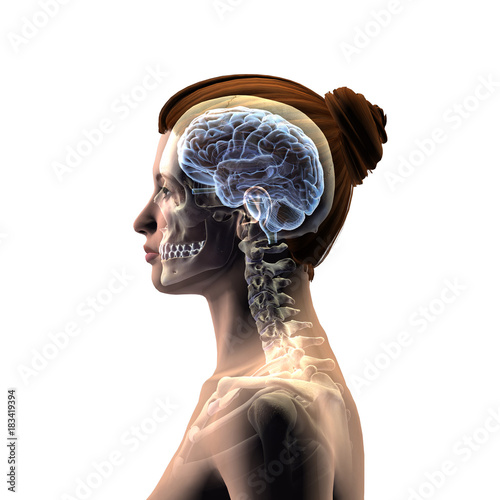 Profile of Woman's Head with Skull and Brain on White Background photo