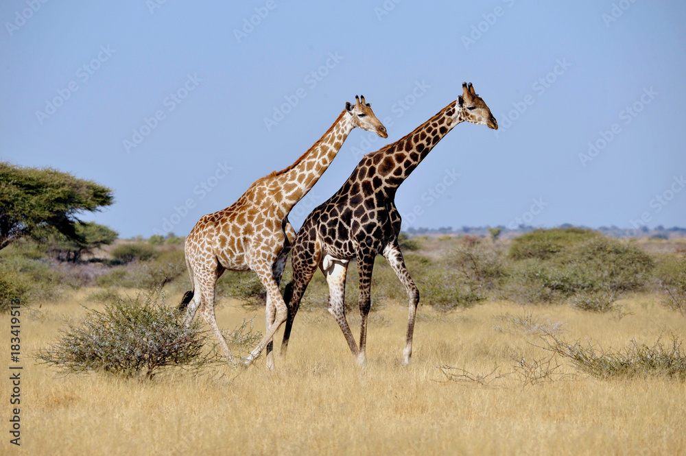 Obraz premium Botswana Chobe 2016 Giraffe 