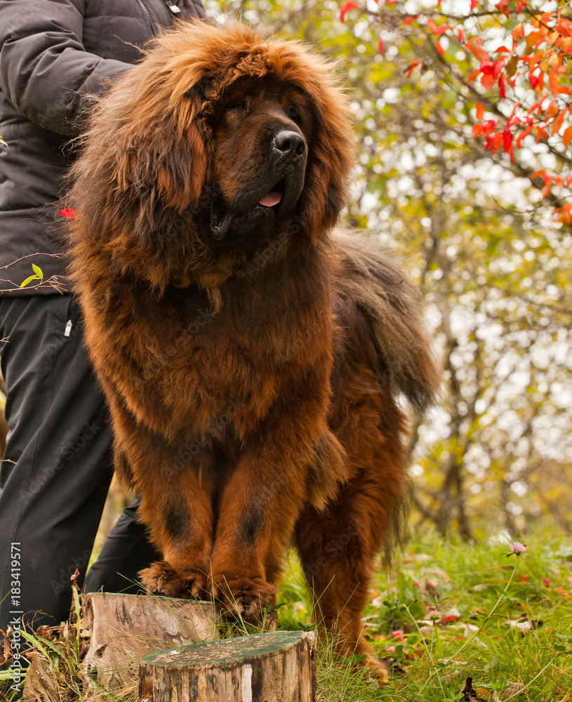 Fototapeta premium Tibetan Mastiff dog Moscow Street
