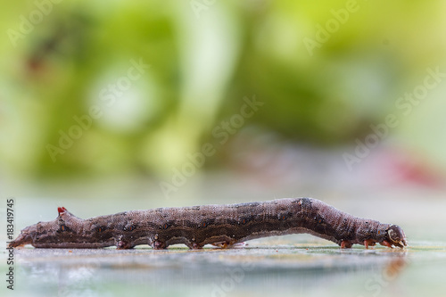 Worm on bokeh background