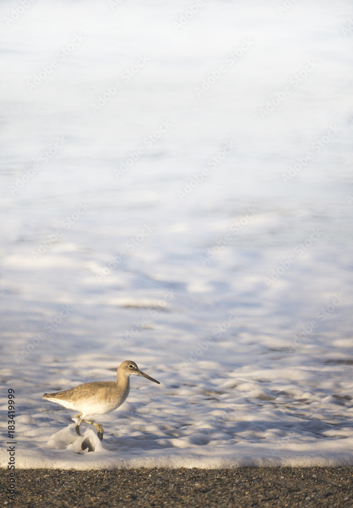 Obraz premium Wading Bird