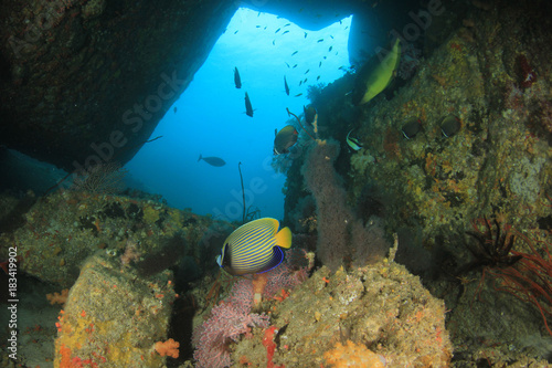 Fototapeta Naklejka Na Ścianę i Meble -  Fish coral reef ocean underwater