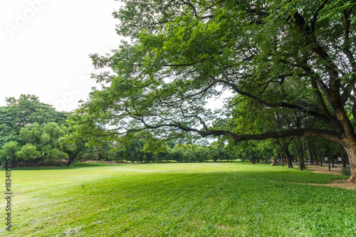 Big tree in Beautiful park scene in park with green grass field