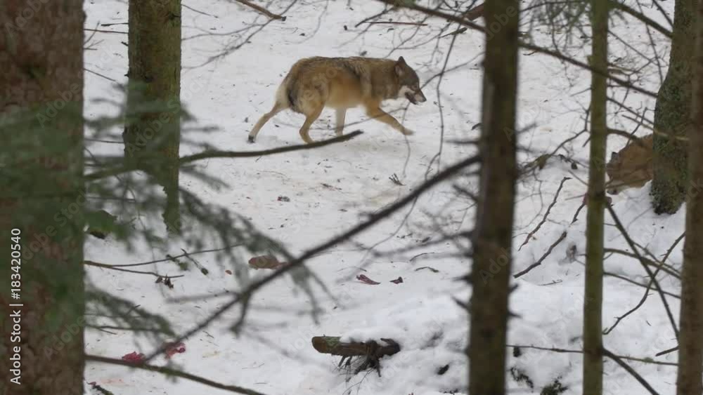 Eurasian wolf (Canis lupus) in winter forest Eurasian wolf (Canis lupus) in winter forest