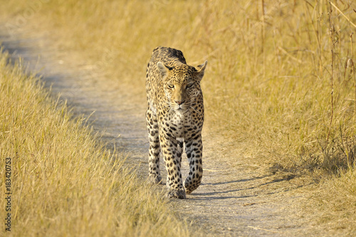 Botswana Moremi 2016 Leopard  photo