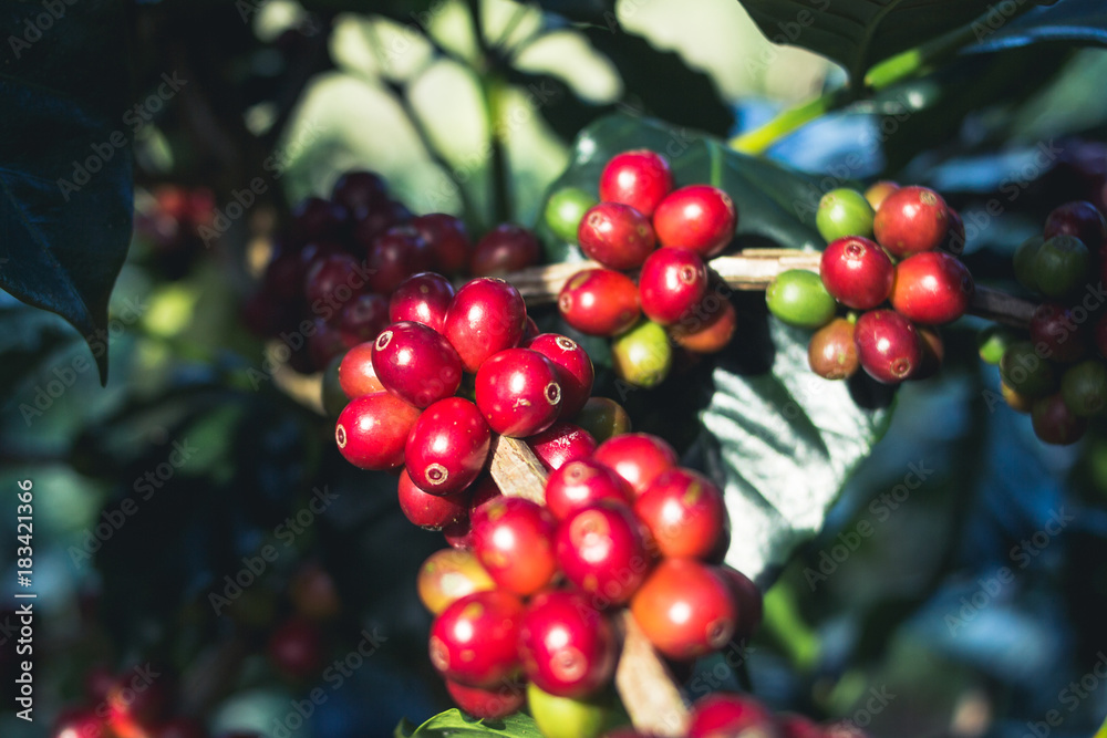 Fototapeta premium Good quality Arabica coffee on high mountain. In Southeast Asia thailand