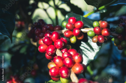 Good quality Arabica coffee on high mountain. In Southeast Asia thailand