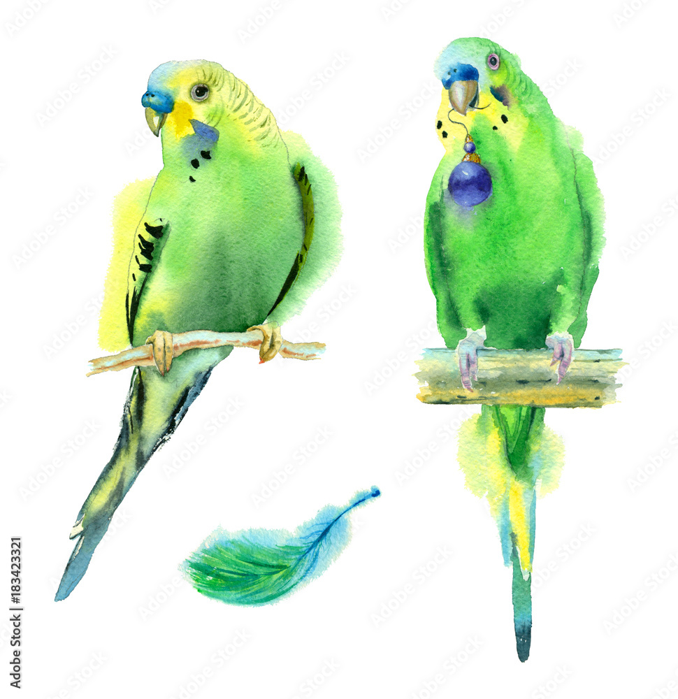 Fototapeta premium Watercolor painting. Set of green parrots on a white background.