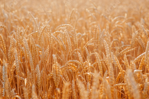 wheat close-up in the field