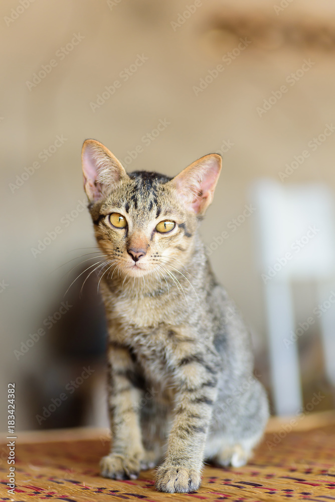 Close up of kitten sitting on the mat, cute animal and pet