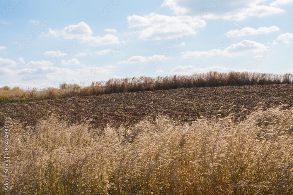 Dry brown meadow in a spring field with Brown grass on a background of Blue sky background with white clouds. Dry brown meadow in a spring field with Brown grass on a background of Blue sky background with white clouds.