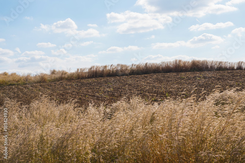 Dry brown meadow in a spring field with Brown grass on a background of Blue sky background with white clouds.