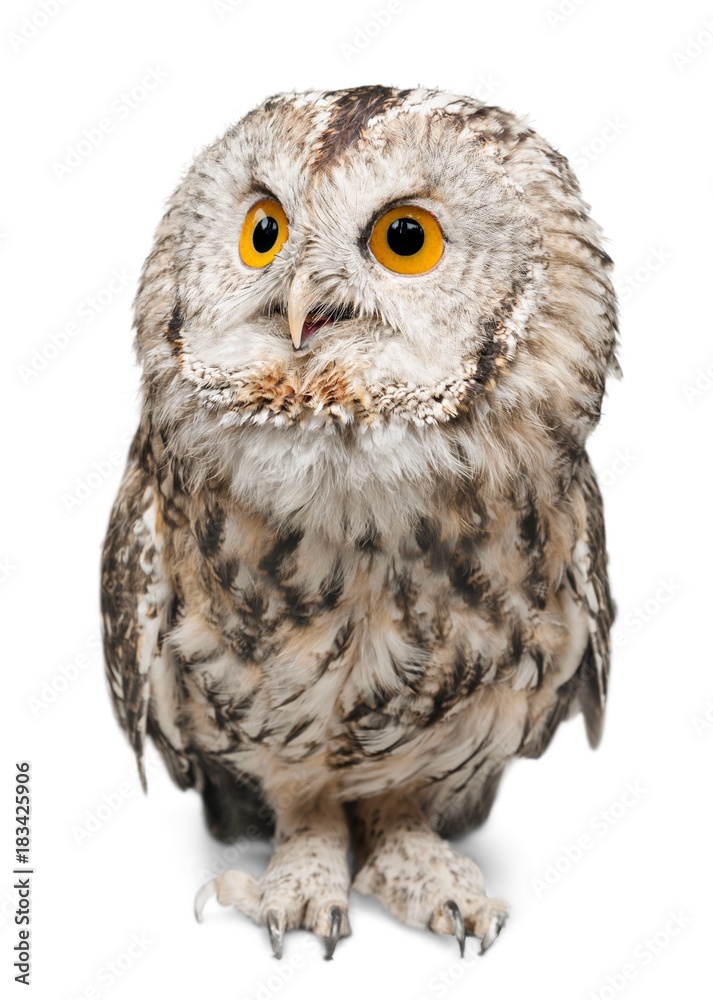 Fototapeta premium Eagle Owl