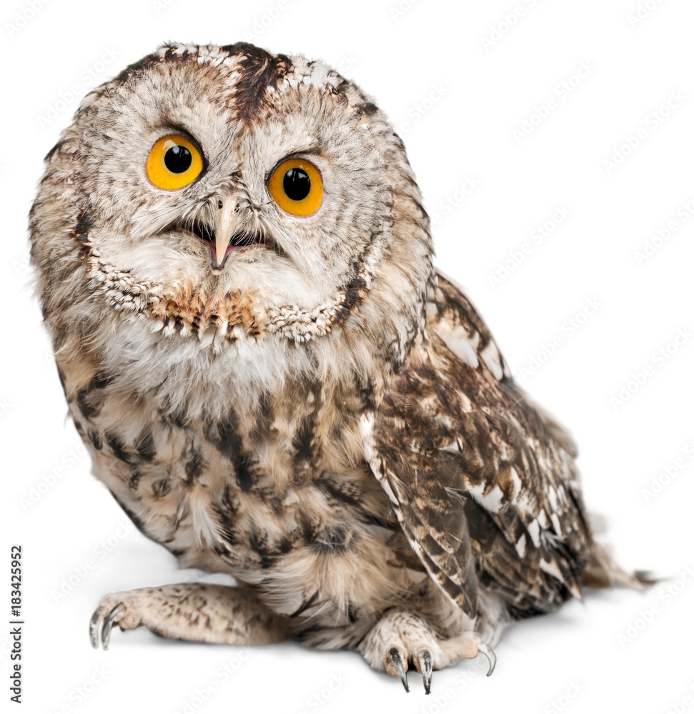 Fototapeta premium Eagle Owl