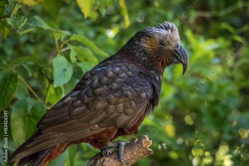 Kaka Brown Parrot Head Crest Feathers photo