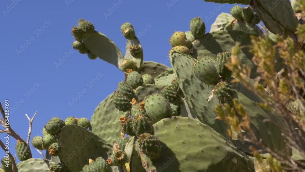 Opuntia cactus in Spain Opuntia cactus in Spain