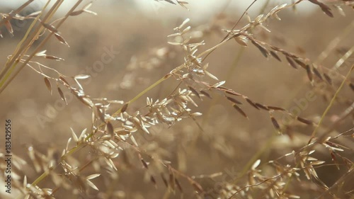 Close up wheat grass blowing in the wind at sunset