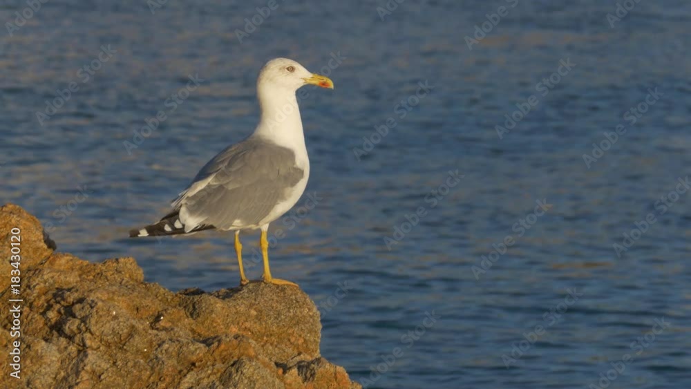 Yellow legged gull (Larus michahellis) on the beach in the morning Yellow legged gull (Larus michahellis) on the beach in the morning