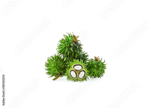 Castor on white background