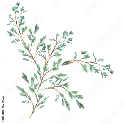 Fototapeta Naklejka Na Ścianę i Meble -  Watercolor Twig with Leaves