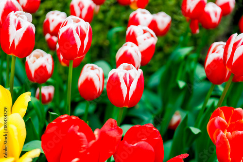 Scagit Valley Tulip Festival in Washington. photo