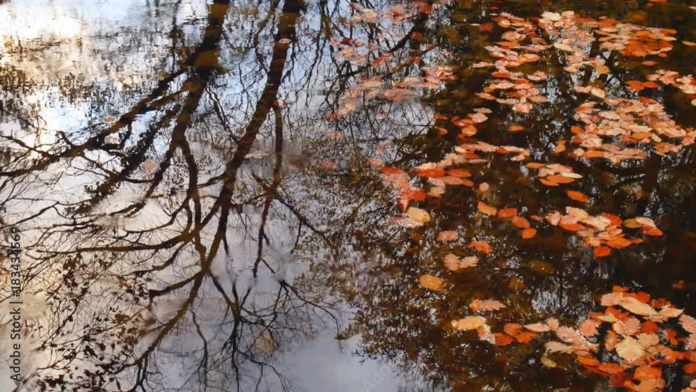 Autumn leaf in water. Conceptual nature scene. Autumn leaf in water. Conceptual nature scene.