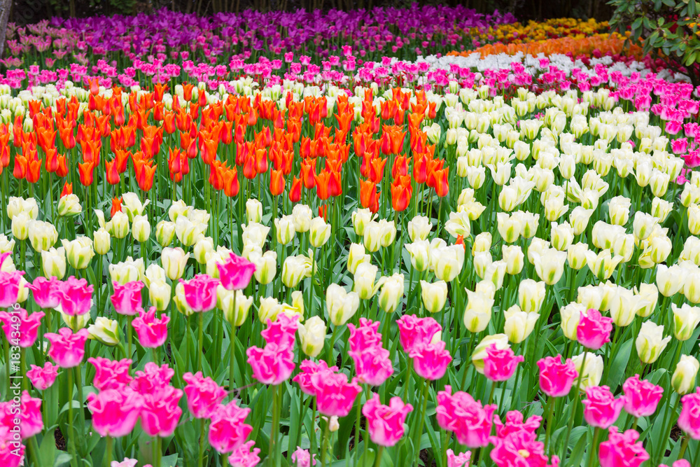Field of colorful tulips. Scagit Valley Tulip Festival in Washington. Field of colorful tulips. Scagit Valley Tulip Festival in Washington.