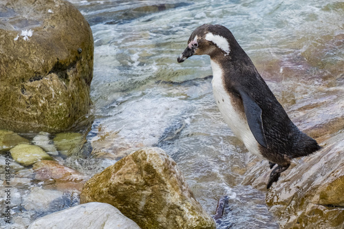 penguin at bettys bay south africa jumps into water