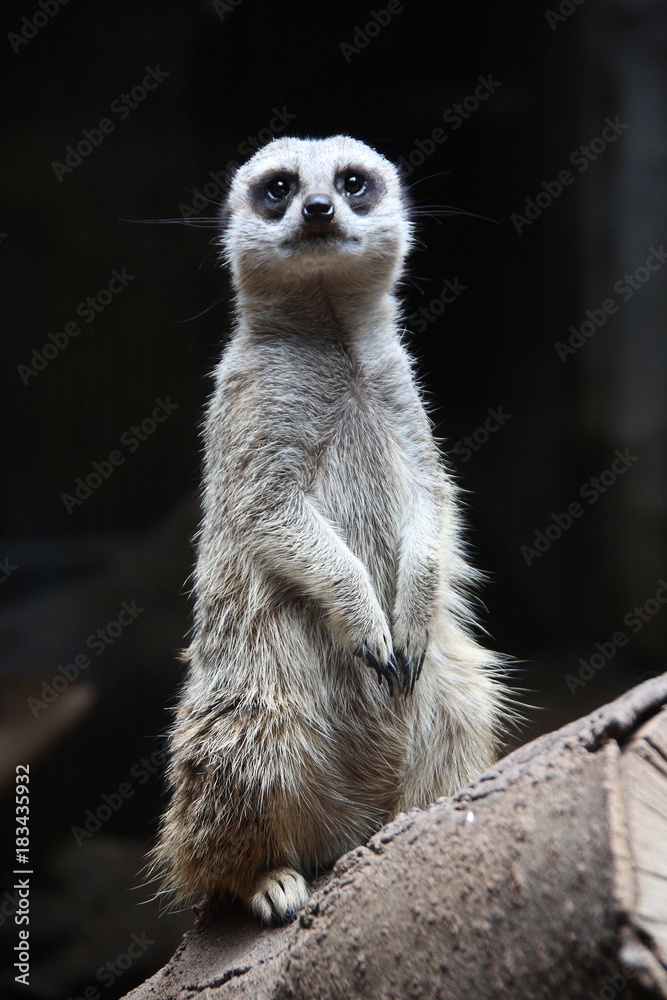 Fototapeta premium Meerkat