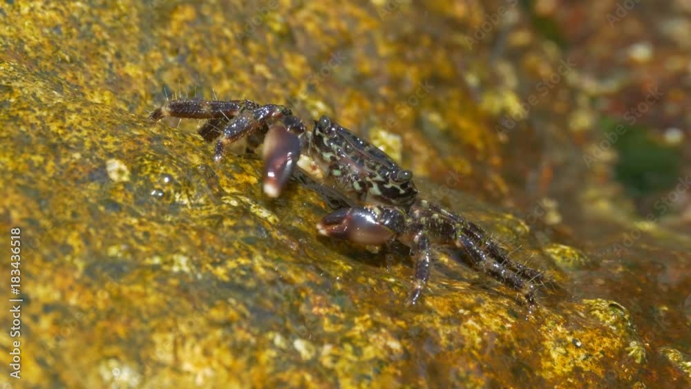 Marbled rock crab (Pachygrapsus marmoratus) on the shore in Spain
